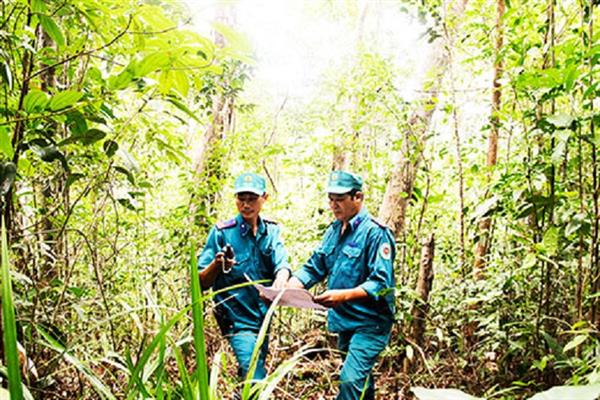 Tăng cường công tác quản lý, bảo vệ rừng. Ảnh minh họa. Ảnh: baokhanhhoa.vn.